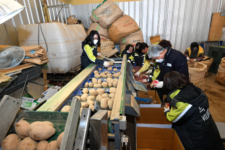 정선군여성의용소방대연합회 임계면 감자재배 농가 일손돕기