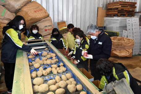 임계면 감자재배 농가 현장 점검